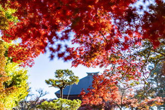 もみじのカーテンから見える千手観音堂