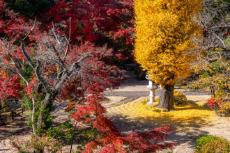銀杏ともみじのコントラスト