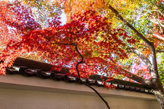 もみじのカーテン