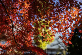 もみじから見える本堂