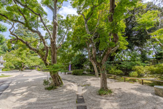 美しい庭の波紋