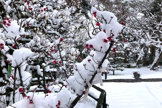 雪と梅の花